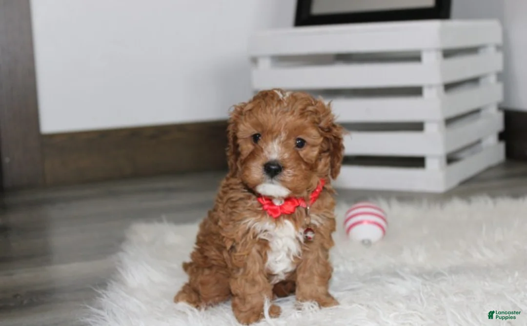 Cavapoo dogs for sale: Lenny  - Ad 1