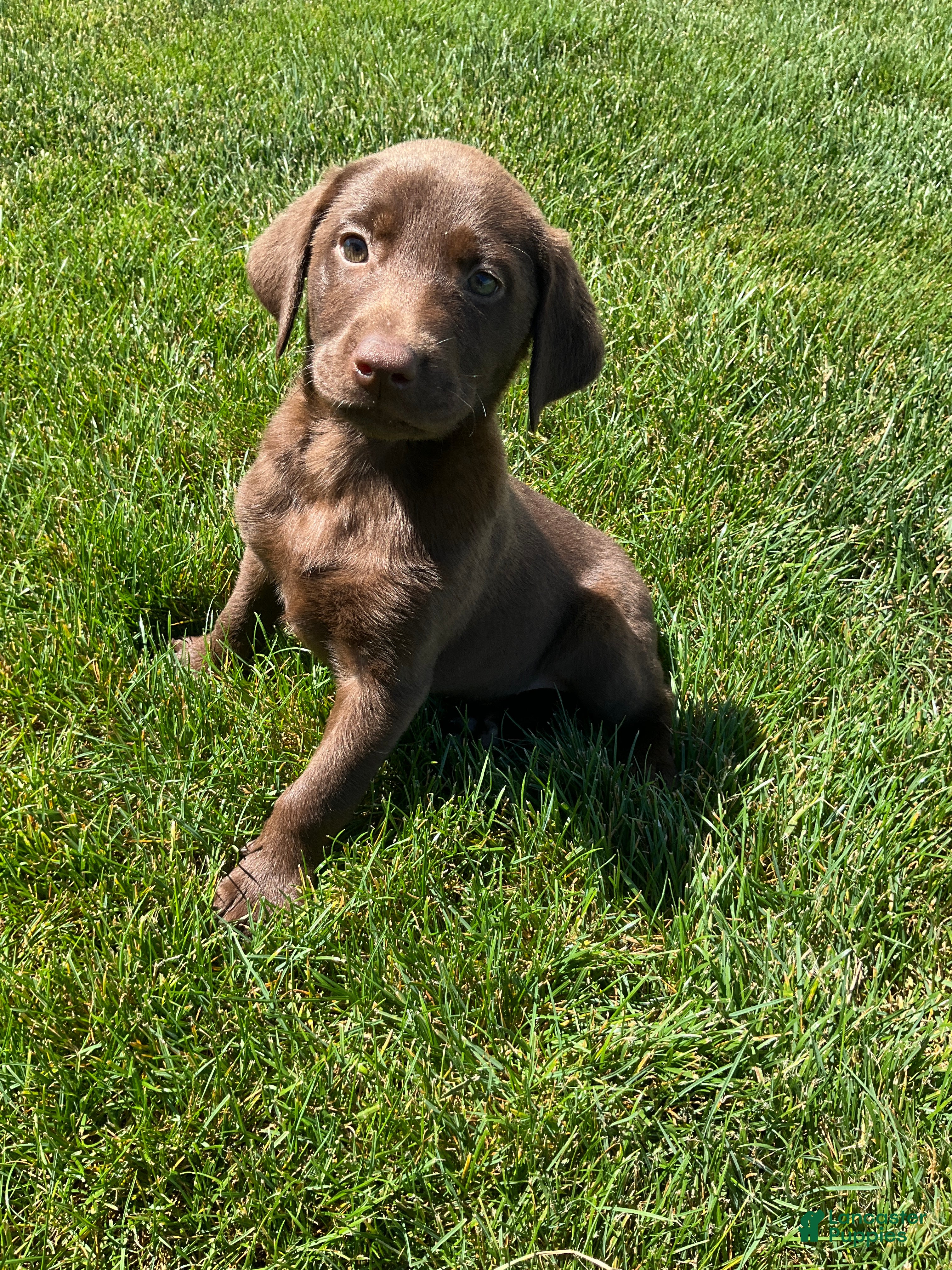 Labrador Retriever dogs Chloe - Ad 1