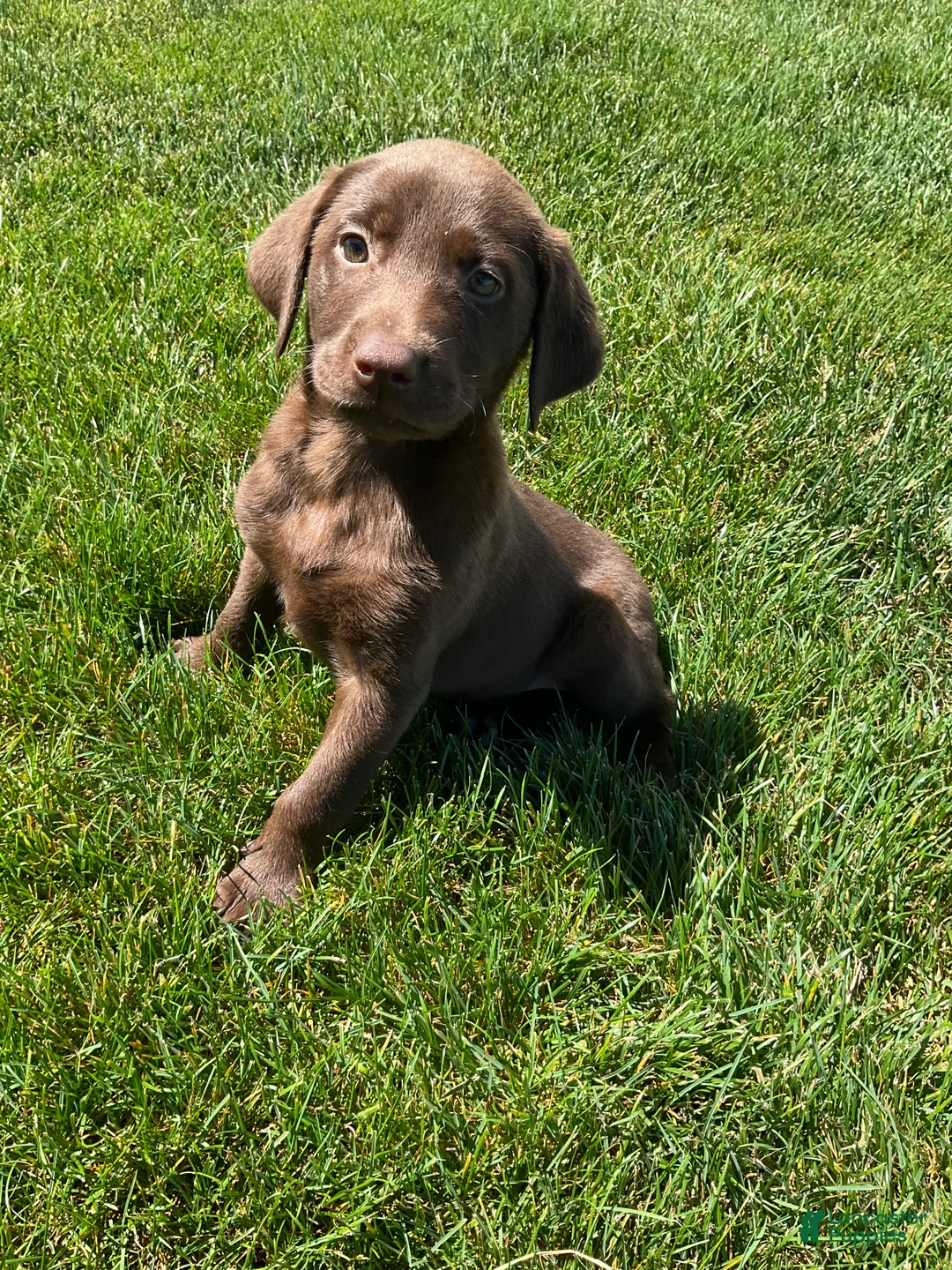 Labrador Retriever dogs for sale: Chloe - Ad 1