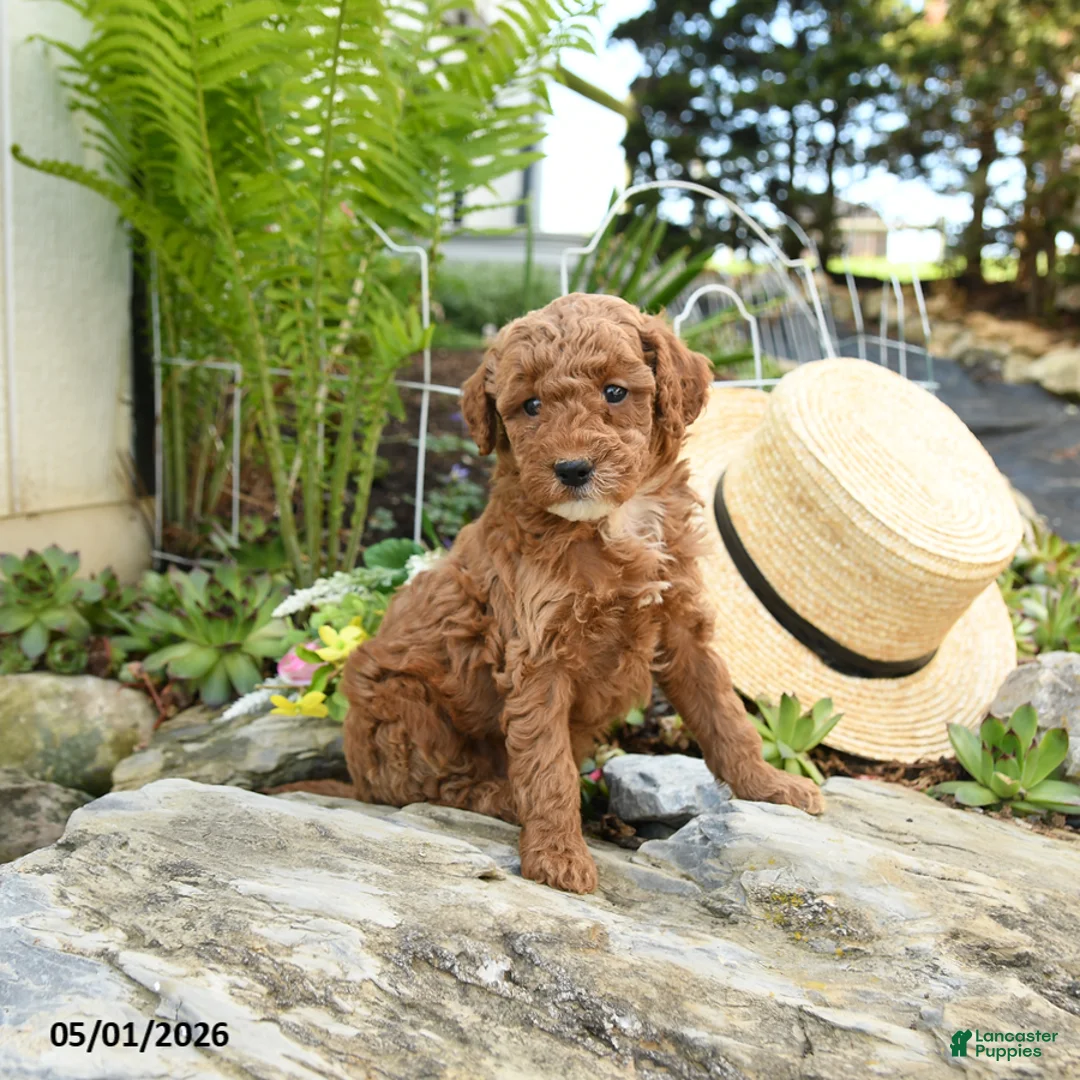 Miniature Poodle dogs for sale: Mulberry - Ad 2