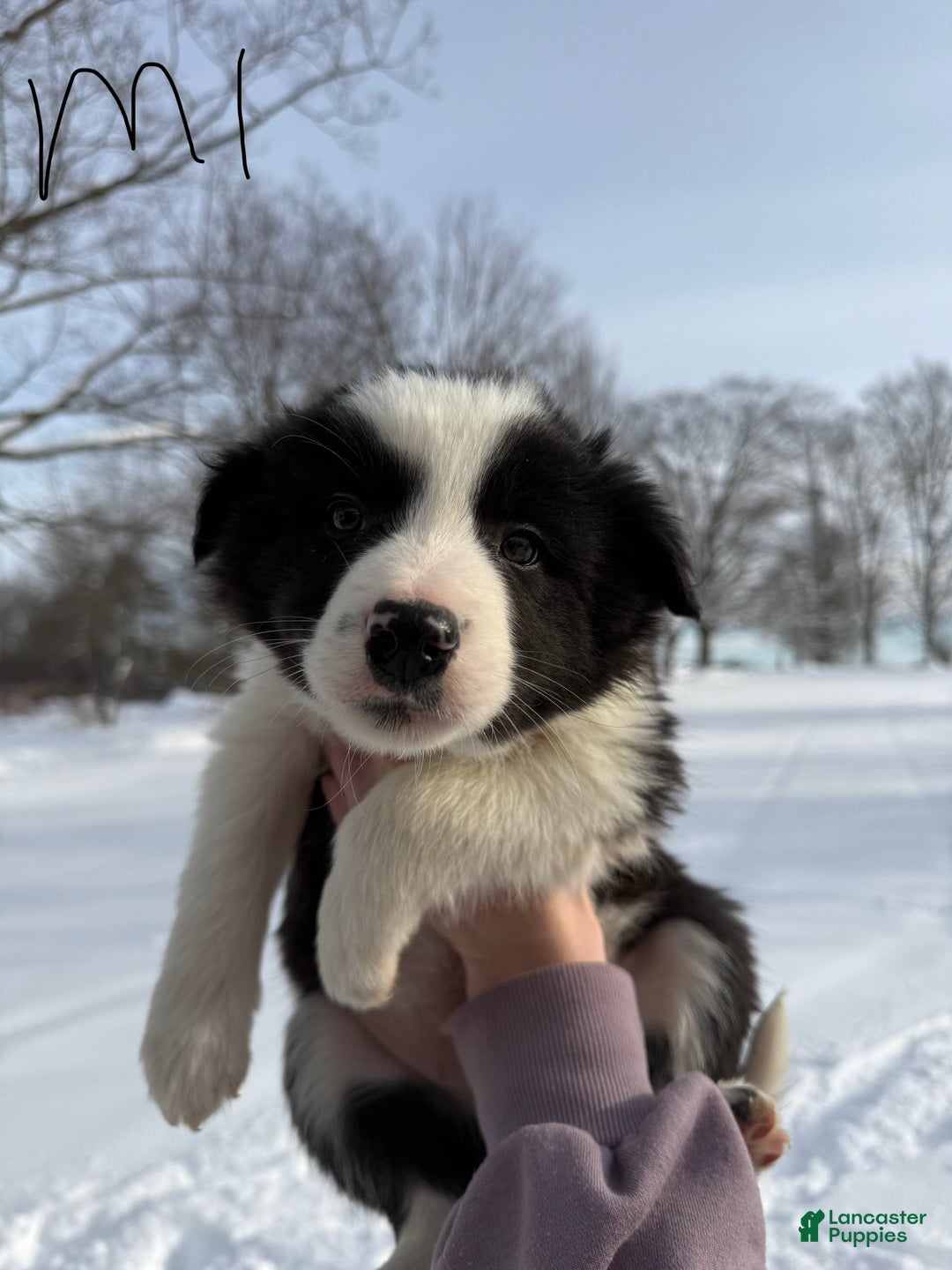 Border Collie dogs for sale: Male 1  - Ad 1
