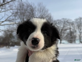Border Collie dogs Male 1 - Ad 33