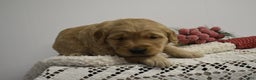Golden Retriever dogs for sale: Lula - Ad 1