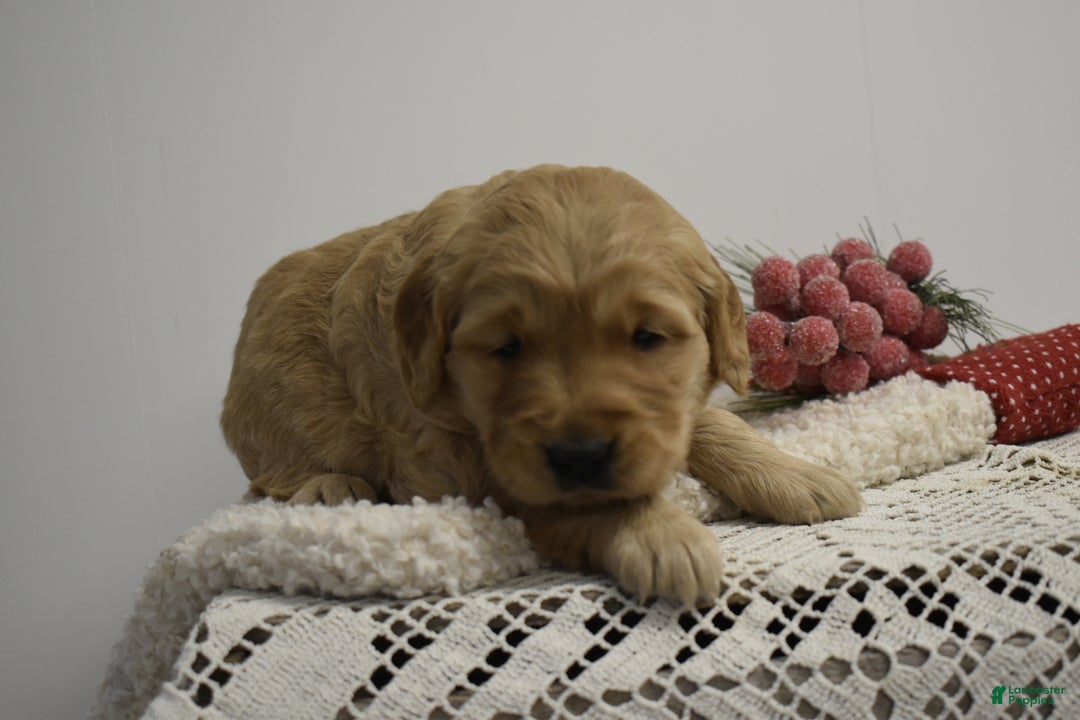 Golden Retriever dogs for sale: Lula - Ad 1