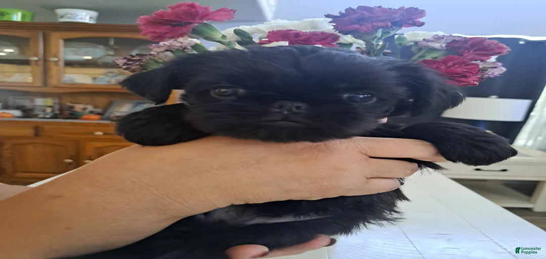 Gallery Image {{count}}