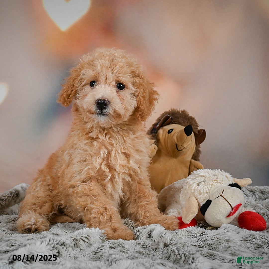 Bichpoo dogs for sale: Jessica - Ad 8