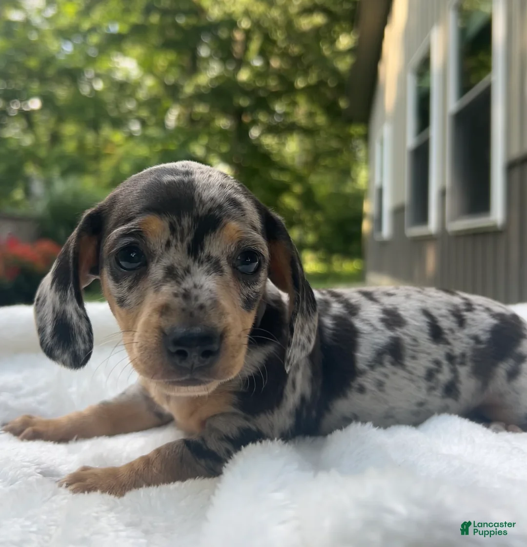 Miniature Dachshund dogs for sale: Frankie - Ad 2