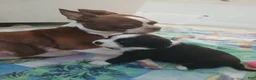 Mixed Breed dogs for sale: Mixed Breed 2 - Ad 24