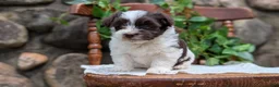 Havanese dogs for sale: Namor - Ad 5