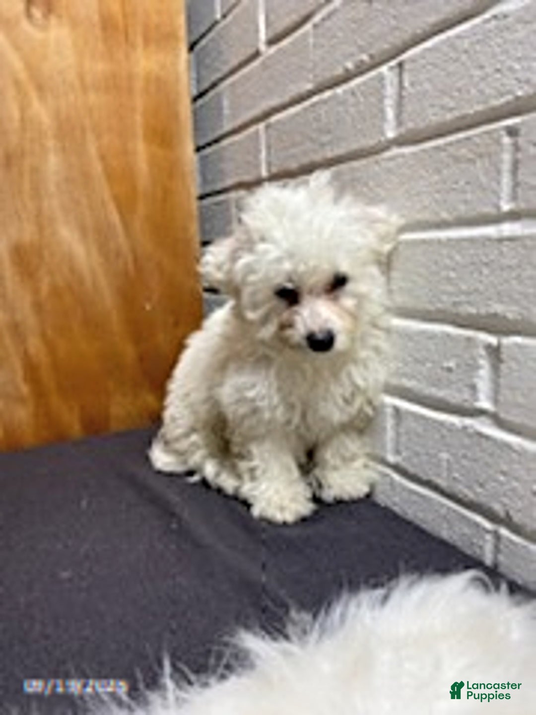 Bichon Frise dogs for sale: Randy - Ad 12