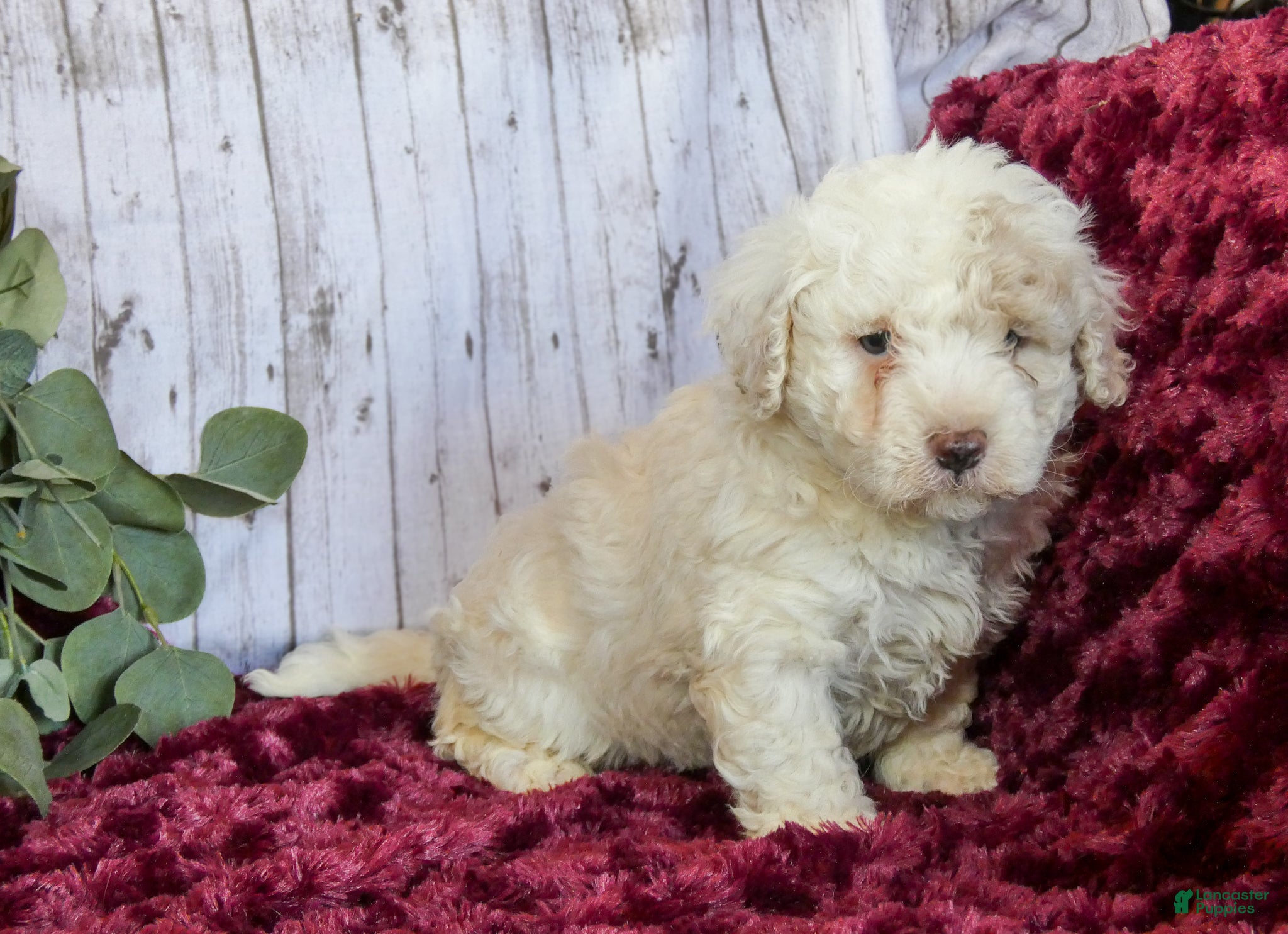 Bichpoo dogs Casper - Ad 2