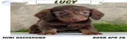 Miniature Dachshund dogs for sale: Lucy - Ad 1