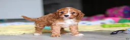 Cavapoo dogs for sale: Wynn - Ad 7