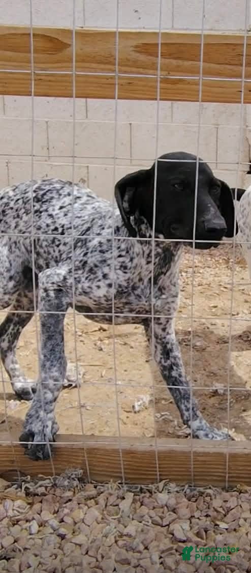 German Shorthaired Pointer dogs German Shorthaired Pointer Puppy 3 - Ad 1