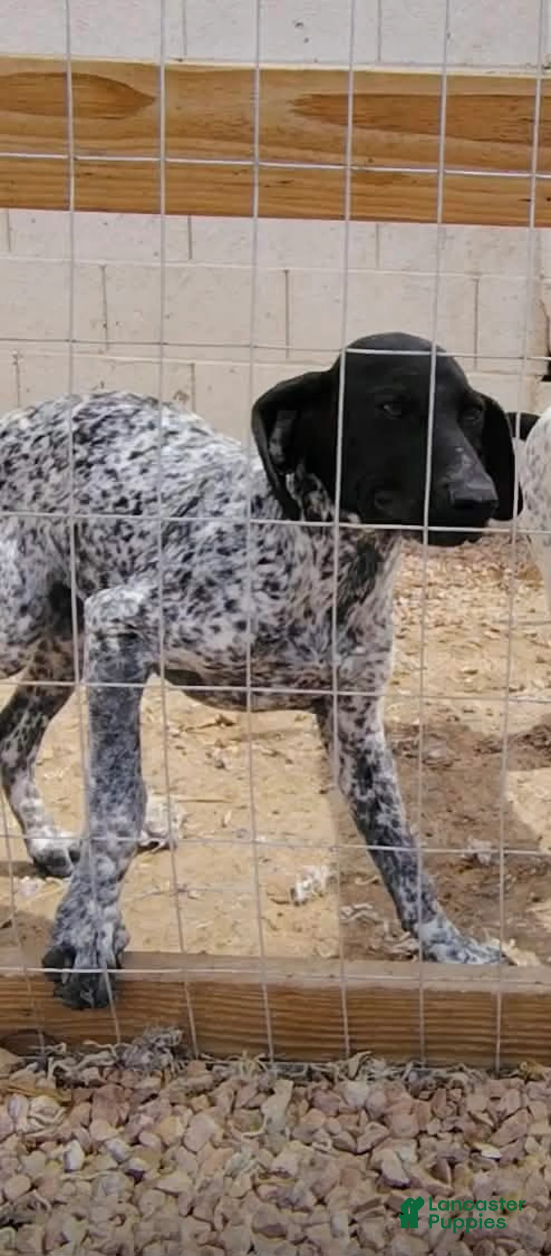 German Shorthaired Pointer dogs for sale: German Shorthaired Pointer Puppy 3 - Ad 1