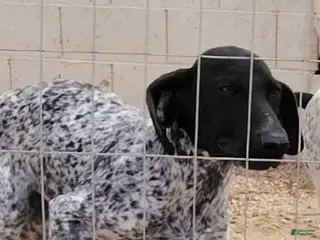 German Shorthaired Pointer dogs German Shorthaired Pointer Puppy 3 - Ad 1