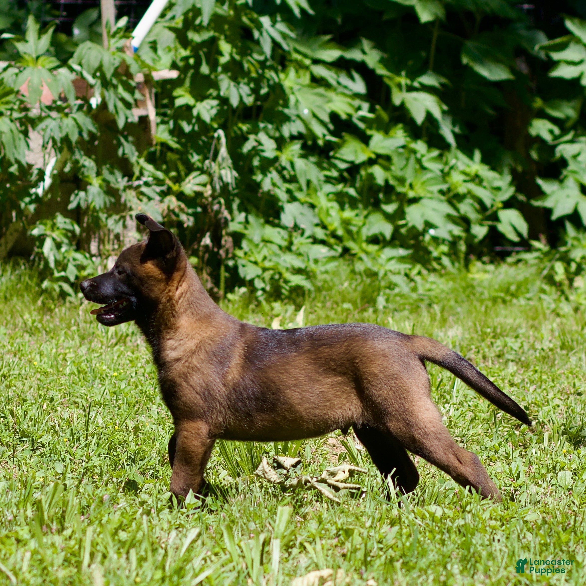 Belgian Malinois dogs Simba - Ad 2