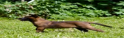 Belgian Malinois dogs for sale: Simba - Ad 2