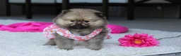 Pomeranian dogs for sale: Lola - Ad 4