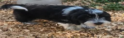 Mixed Breed dogs for sale: Black and White Male - Ad 5