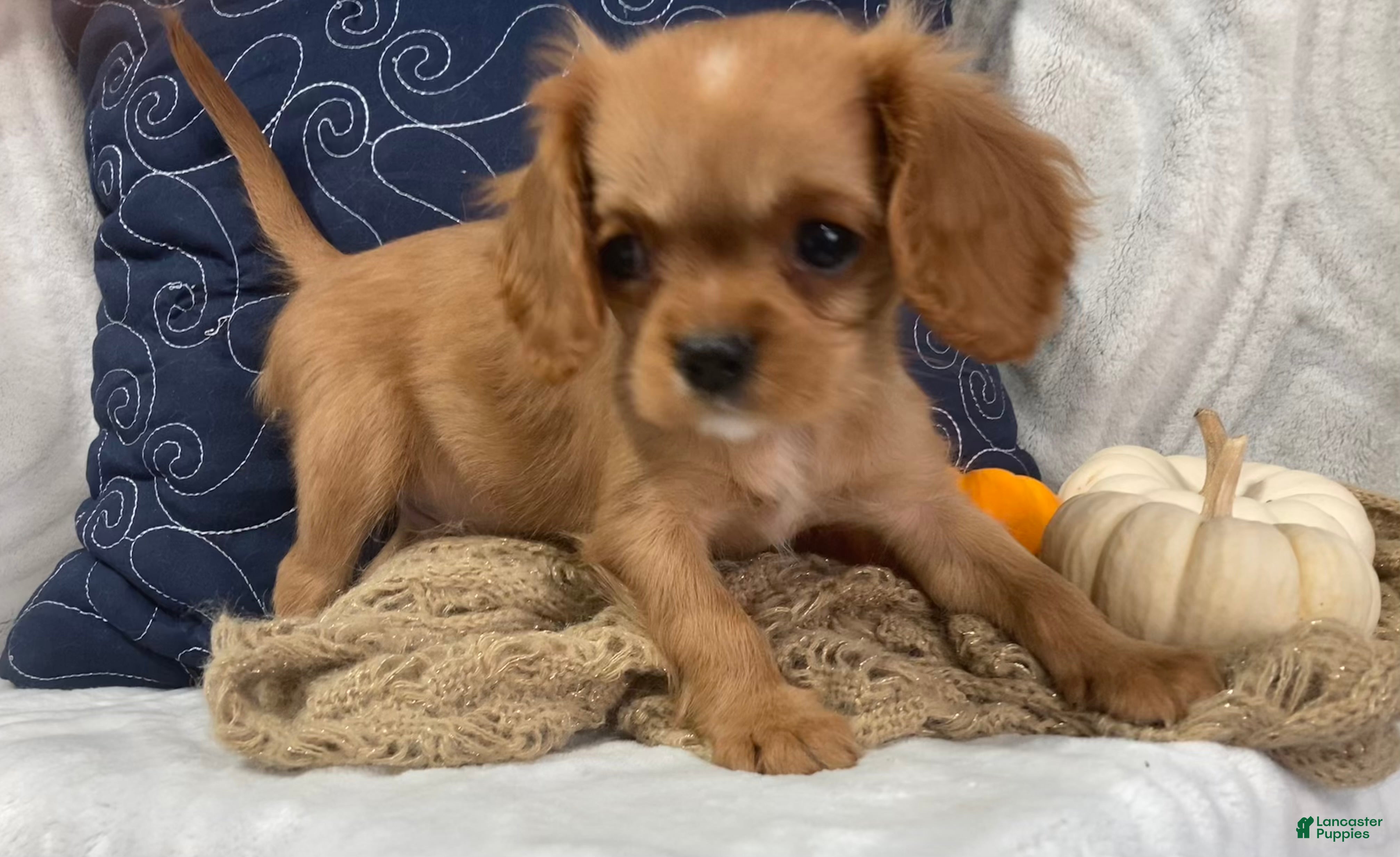 Cavalier King Charles Spaniel dogs Cavalier King Charles Spaniel 1 - Ad 1