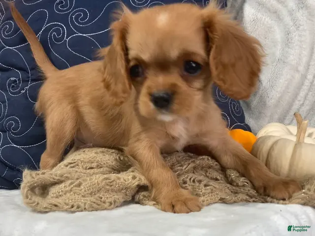 Cavalier King Charles Spaniel dogs Cavalier King Charles Spaniel 1 - Ad 2