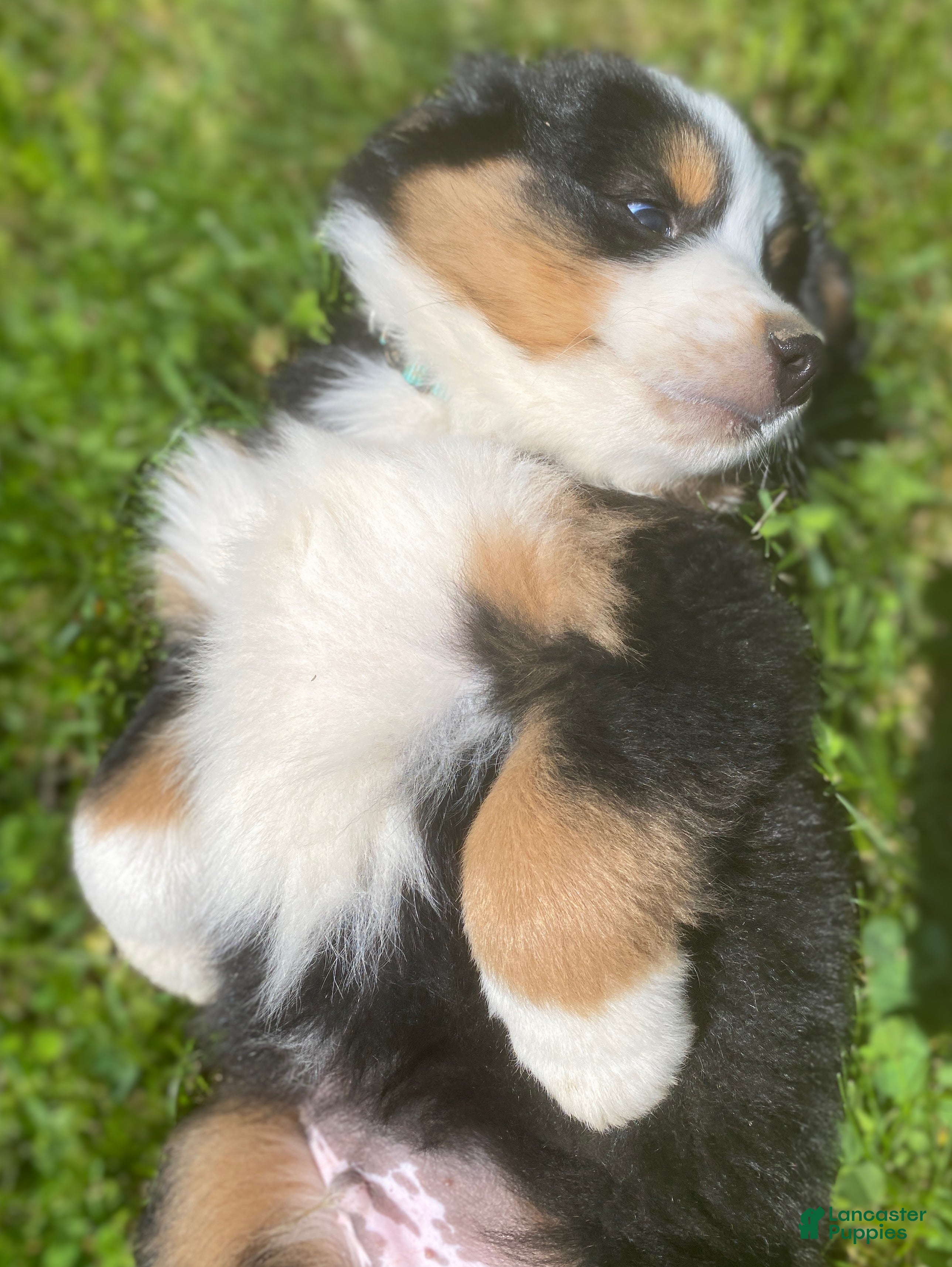 Mixed Breed dogs for sale: ♥️SWEET BERNIE♥️ - Ad 9