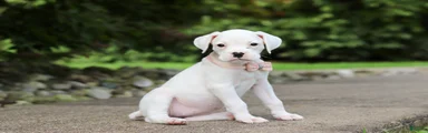 Snowball