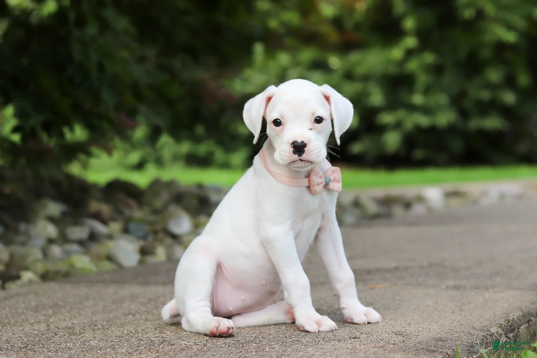 Boxer dogs for sale: Snowball - Ad 1