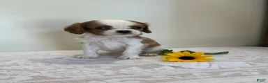 Twinkle Cavalier King Charles Spaniel 