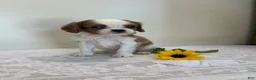 Cavalier King Charles Spaniel dogs for sale: Twinkle Cavalier King Charles Spaniel  - Ad 1