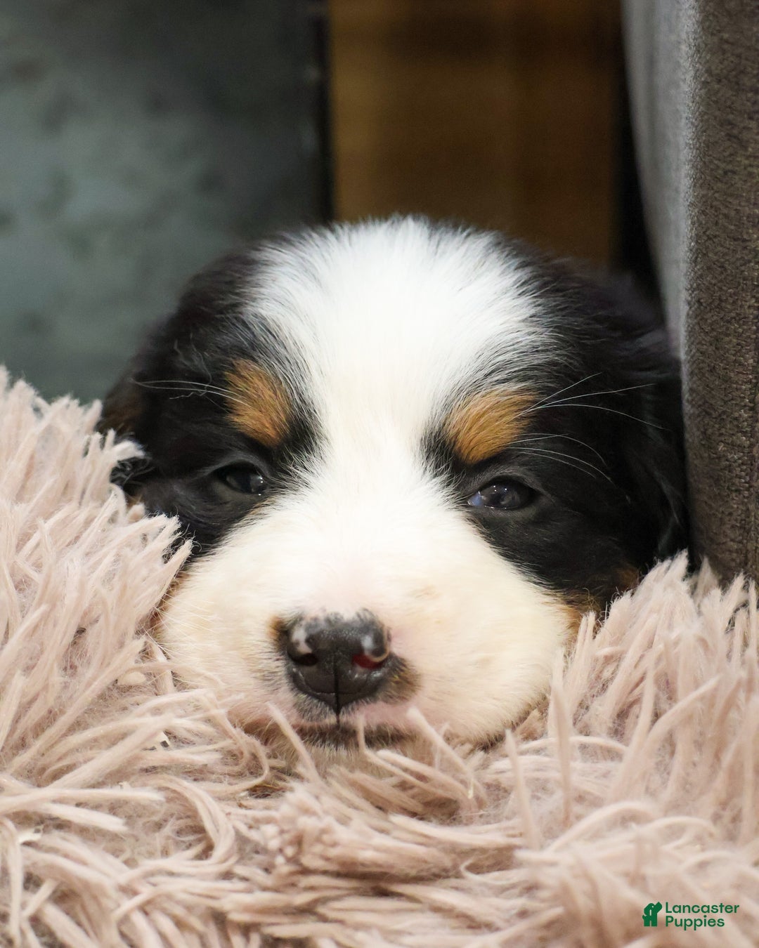Bernese Mountain Dog dogs for sale: Mistletoe - Ad 4