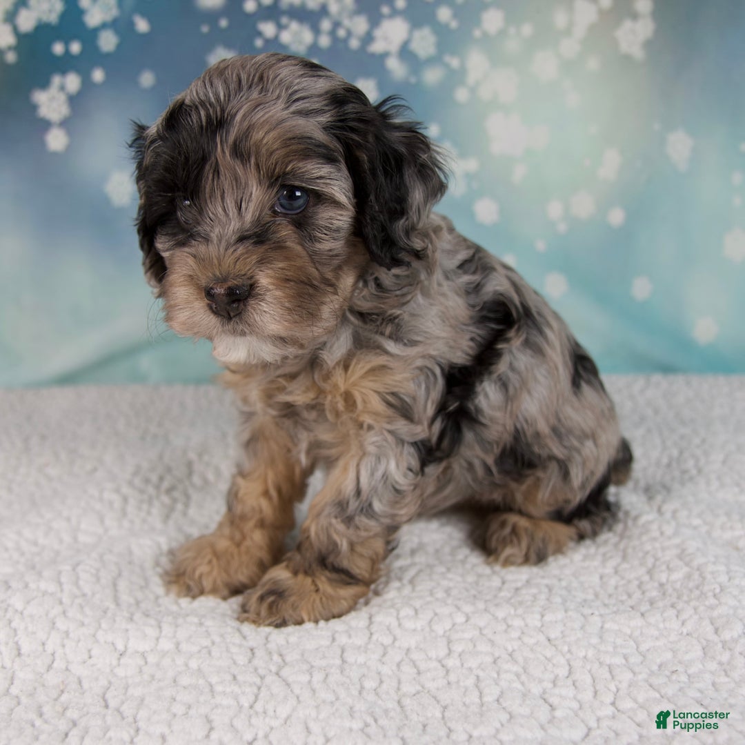 Cockapoo dogs for sale: Chloe - Ad 4
