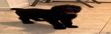 Giant Schnauzer 5