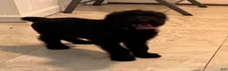 Giant Schnauzer dogs for sale: Giant Schnauzer 5 - Ad 1