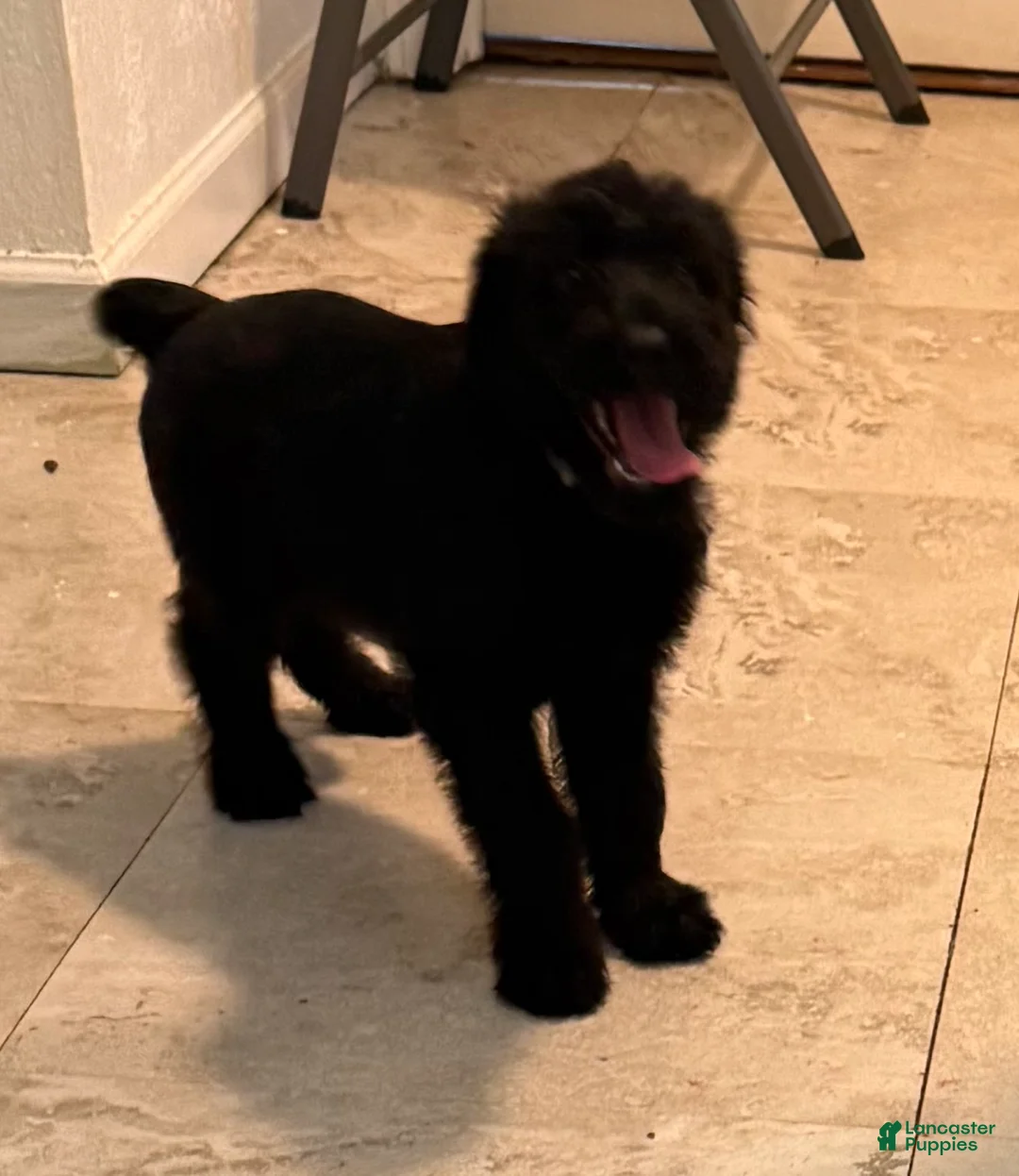 Giant Schnauzer dogs for sale: Giant Schnauzer 5 - Ad 1