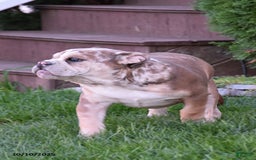 Mixed Breed dogs for sale: Maxie - Image 3