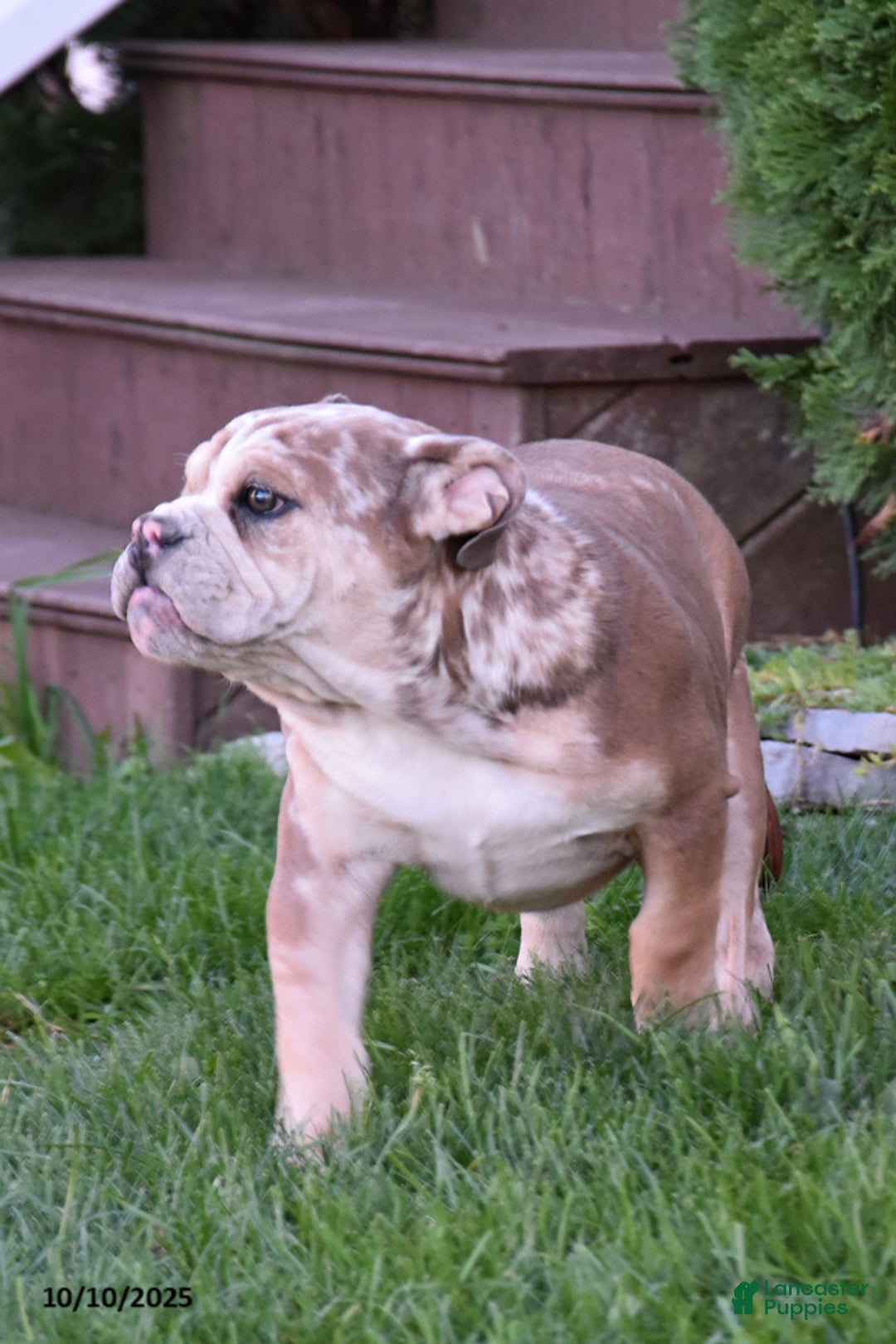 Mixed Breed dogs for sale: Maxie - Ad 3