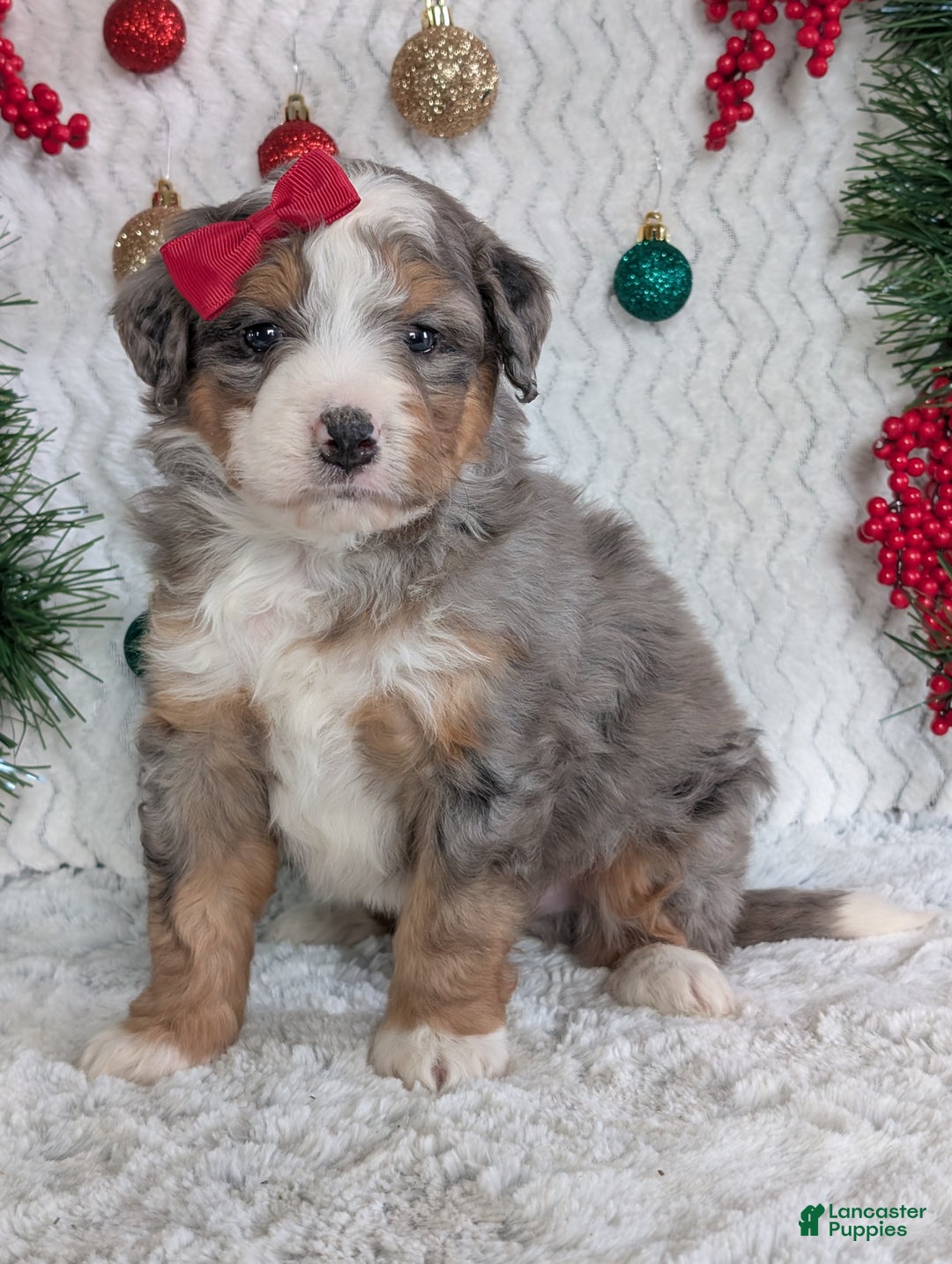 Mini Bernedoodle dogs for sale: Mini Bodie - Ad 1