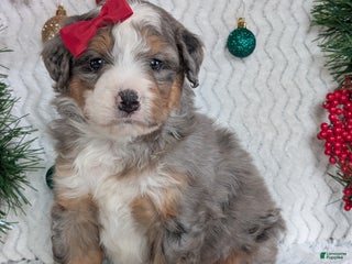 Mini Bernedoodle dogs Mini Bodie - Ad 6