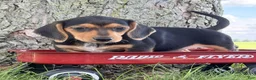 Miniature Dachshund dogs for sale: Marla - Ad 2