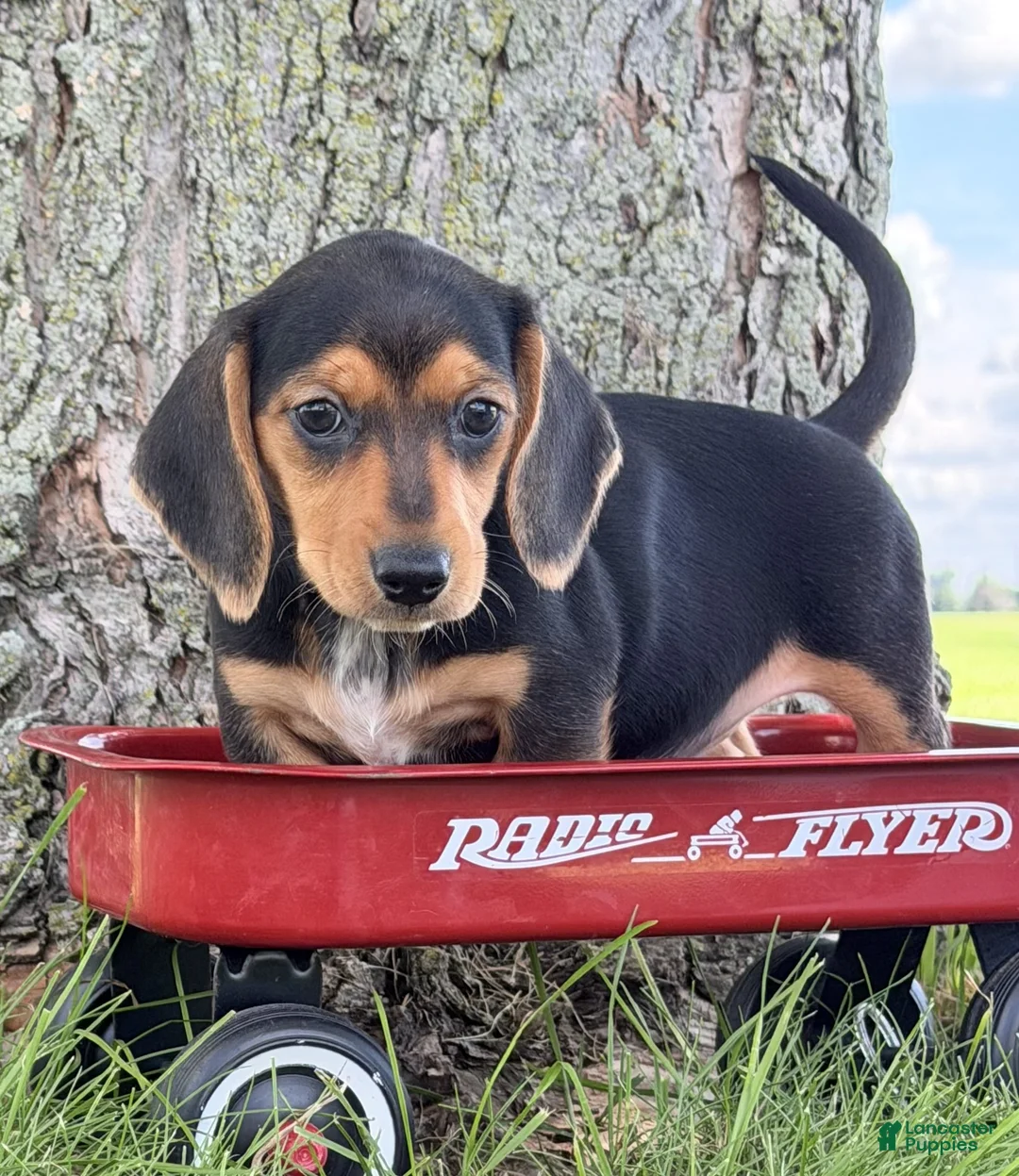 Miniature Dachshund dogs for sale: Marla - Ad 2
