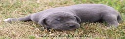 Great Dane dogs for sale: Sophie - Ad 3
