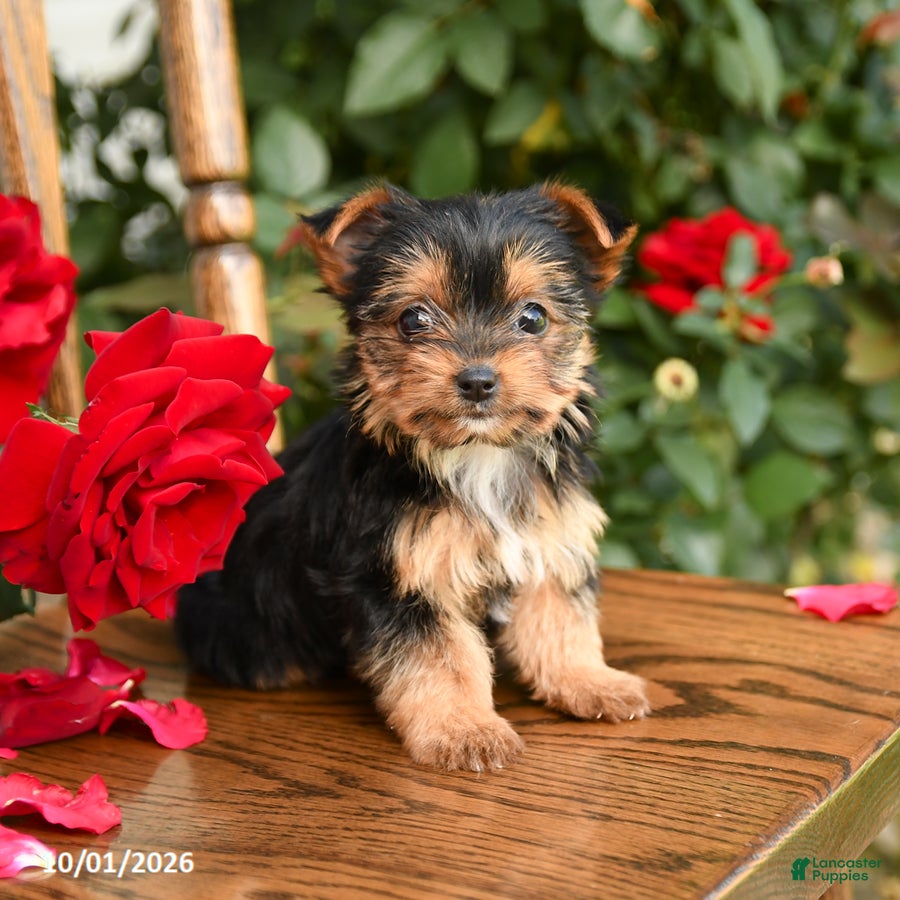 Yorkshire Terrier dogs Whitney - Ad 2