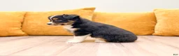 Miniature Australian Shepherd dogs for sale: Pepper - Ad 5