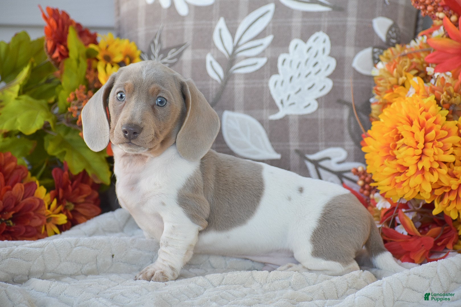 Dachshund dogs Angus - Ad 26
