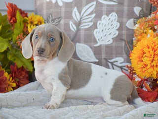 Dachshund dogs Angus - Ad 23