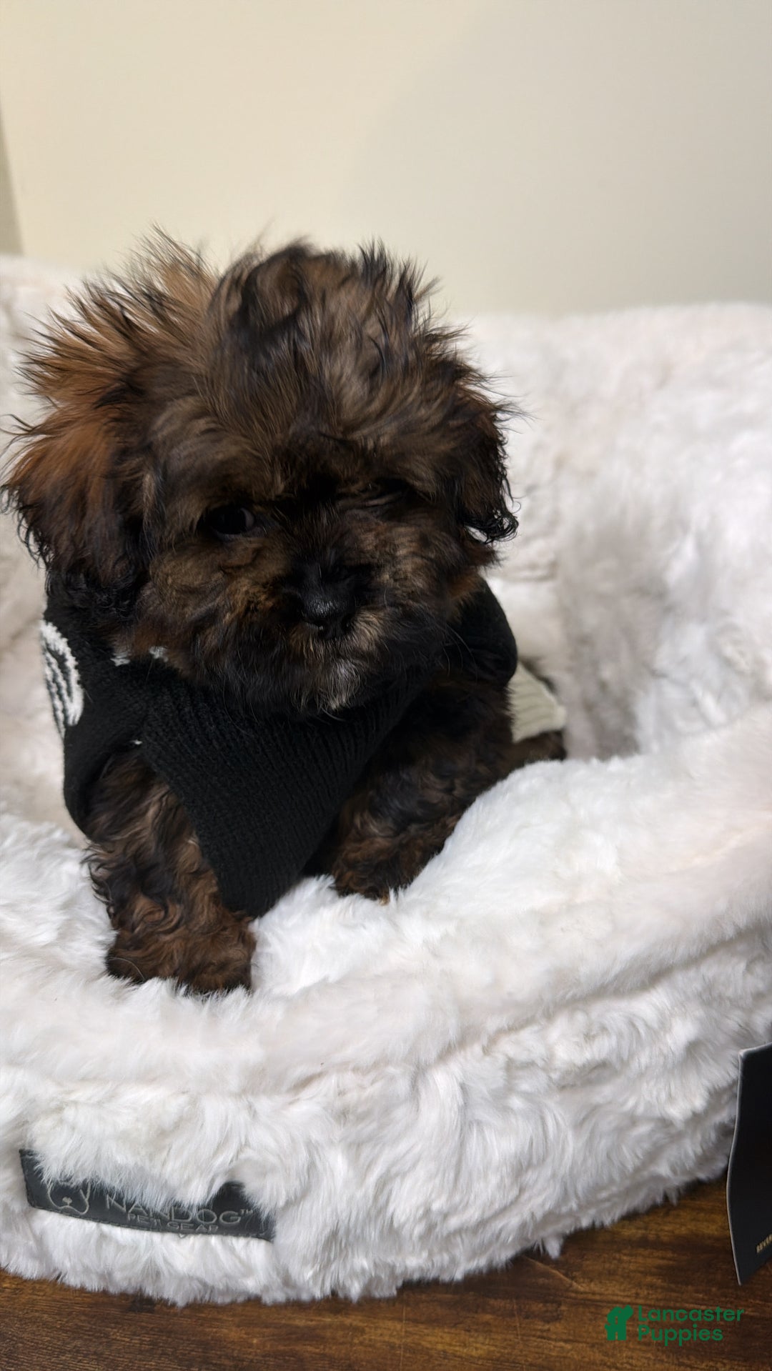 Shihpoo dogs for sale: Ziggy  - Ad 2