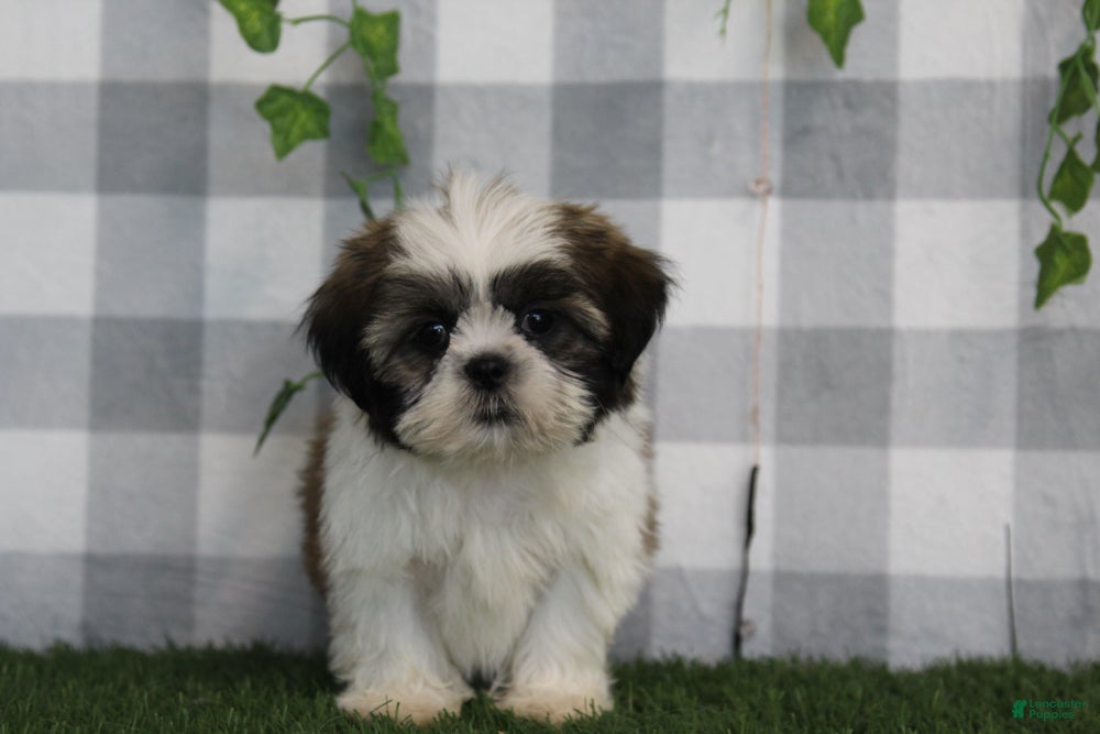 Shih Tzu dogs Asher - Ad 1