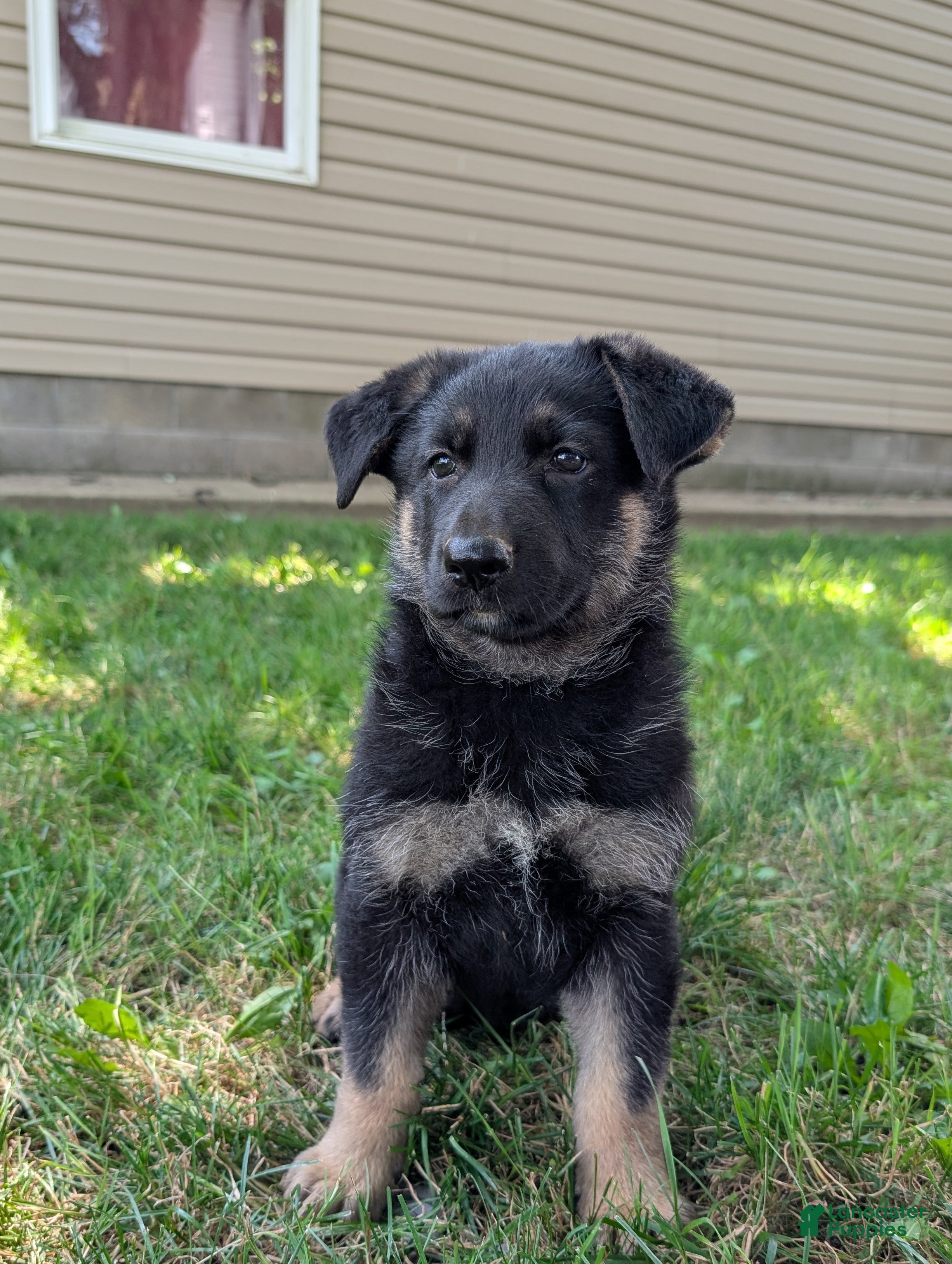 German Shepherd dogs Mindy  - Ad 1
